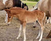 cross-azteca-pony