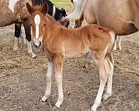 halter-azteca-pony