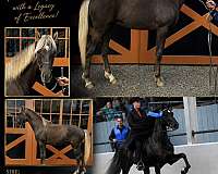 breeding-rocky-mountain-horse