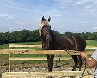 dappled-rocky-mountain-horse