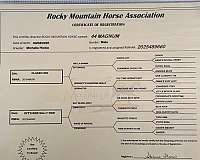 foundation-rocky-mountain-horse