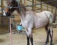 bay-roan-racking-colt