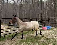 bay-roan-rhba-colt