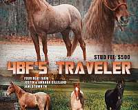 bay-roan-rhba-horse