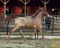 red-roan-racking-filly