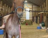 red-roan-rhba-filly