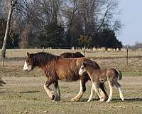 black-smokey-black-gypsy-vanner-filly-mare