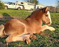 black-smokey-black-gvhs-filly-mare