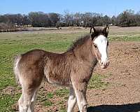 black-smokey-black-gvhs-horse