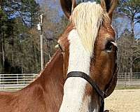 sorrel-gelding-for-sale