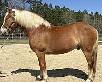 cross-ridden-english-belgian-horse