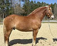 sorrel-draft-gelding