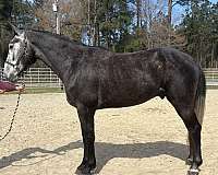 grey-draft-gelding