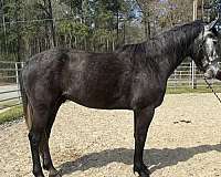 grey-gelding-for-sale