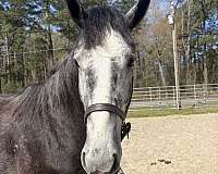 17-hand-draft-gelding