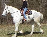 husbandsafe-percheron-horse
