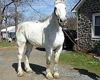 pennsylvania-percheron-horse