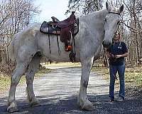 carriagehorse-percheron-horse