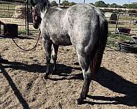 blue-roan-none-horse