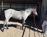 none-horse