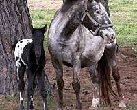 white-front-socks-horse