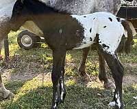 white-lightning-markings-on-legs-horse