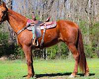 all-around-kentucky-mountain-horse