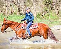 athletic-kentucky-mountain-horse