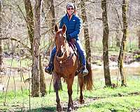 beginner-kentucky-mountain-horse