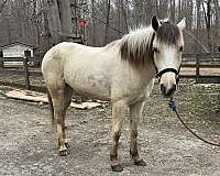 dun-blaze-hind-socks-horse