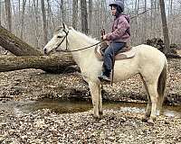 therapy-fjord-horse
