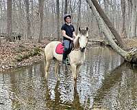 blaze-hind-socks-horse