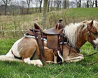 miniponyforsale-miniature-pony