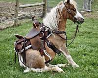 drivingpony-miniature-pony