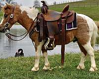 kidspony-miniature-pony