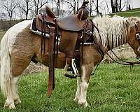 familysafe-miniature-pony