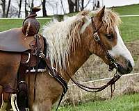 trafficsafe-miniature-pony