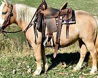 twilight-farms-miniature-horse