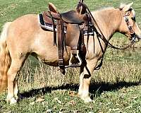 minihorse-miniature-horse