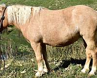 paintfoal-miniature-horse