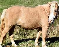 buckskinpaint-miniature-horse