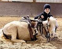 drivingpony-miniature-horse