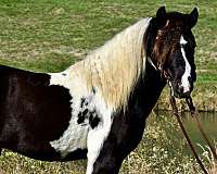 drivingpony-paint-pony