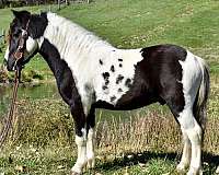 ponyforsale-paint-pony