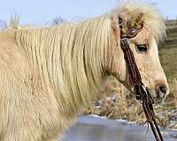 broodmare-palomino-pony