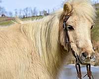 mini-foal-palomino-pony