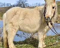 guaranteed-paint-foal-palomino-pony