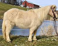 twilight-farms-palomino-pony