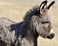twilight-farms-donkey