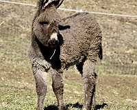 holly-donkey